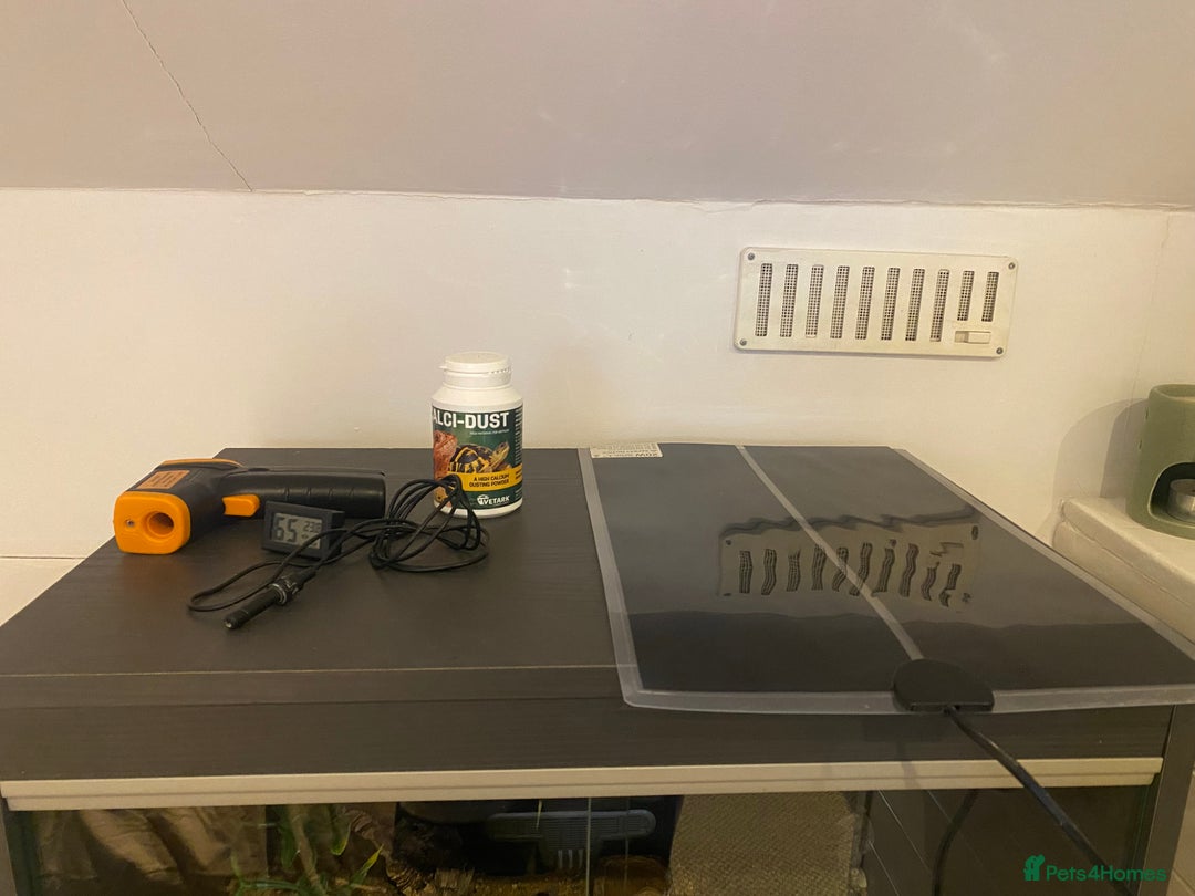 Leopard Gecko reptiles for sale: Leopard gecko for sale (with all accessories) - Image 4