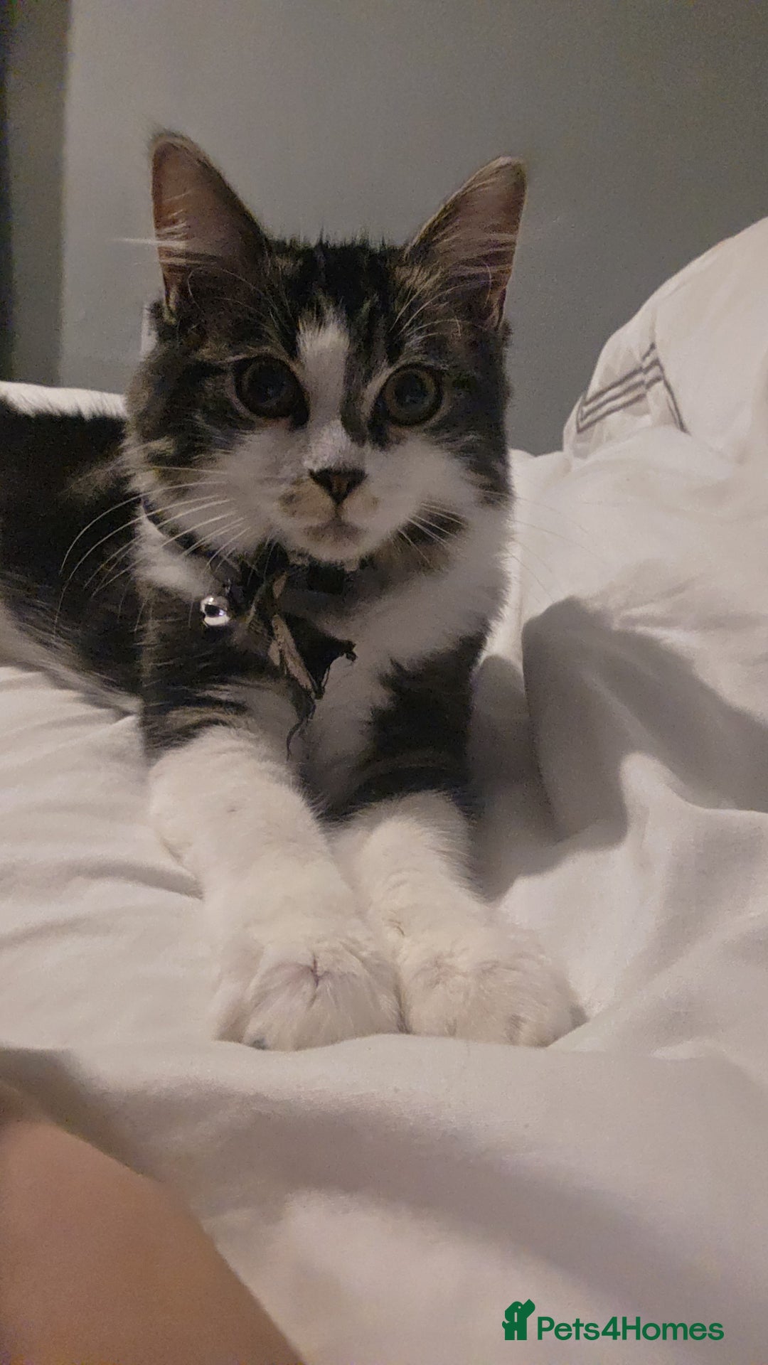 Ragdoll cats for sale: 21 Week Old Ragdoll X Tabby Cat with everything - Advert 3