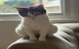 American Wirehair cats for sale: Female American wirehair Calico  - Image 7