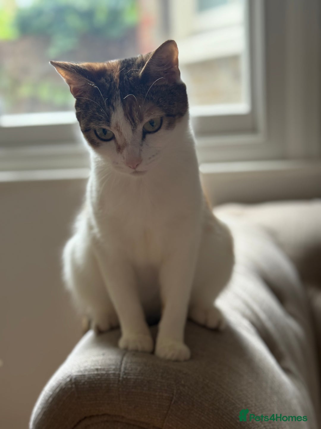 American Wirehair cats for sale: Female American wirehair Calico  - Image 7