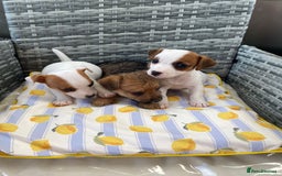 Jack Russell dogs for sale: Miniature Jack Russell puppies - Image 7