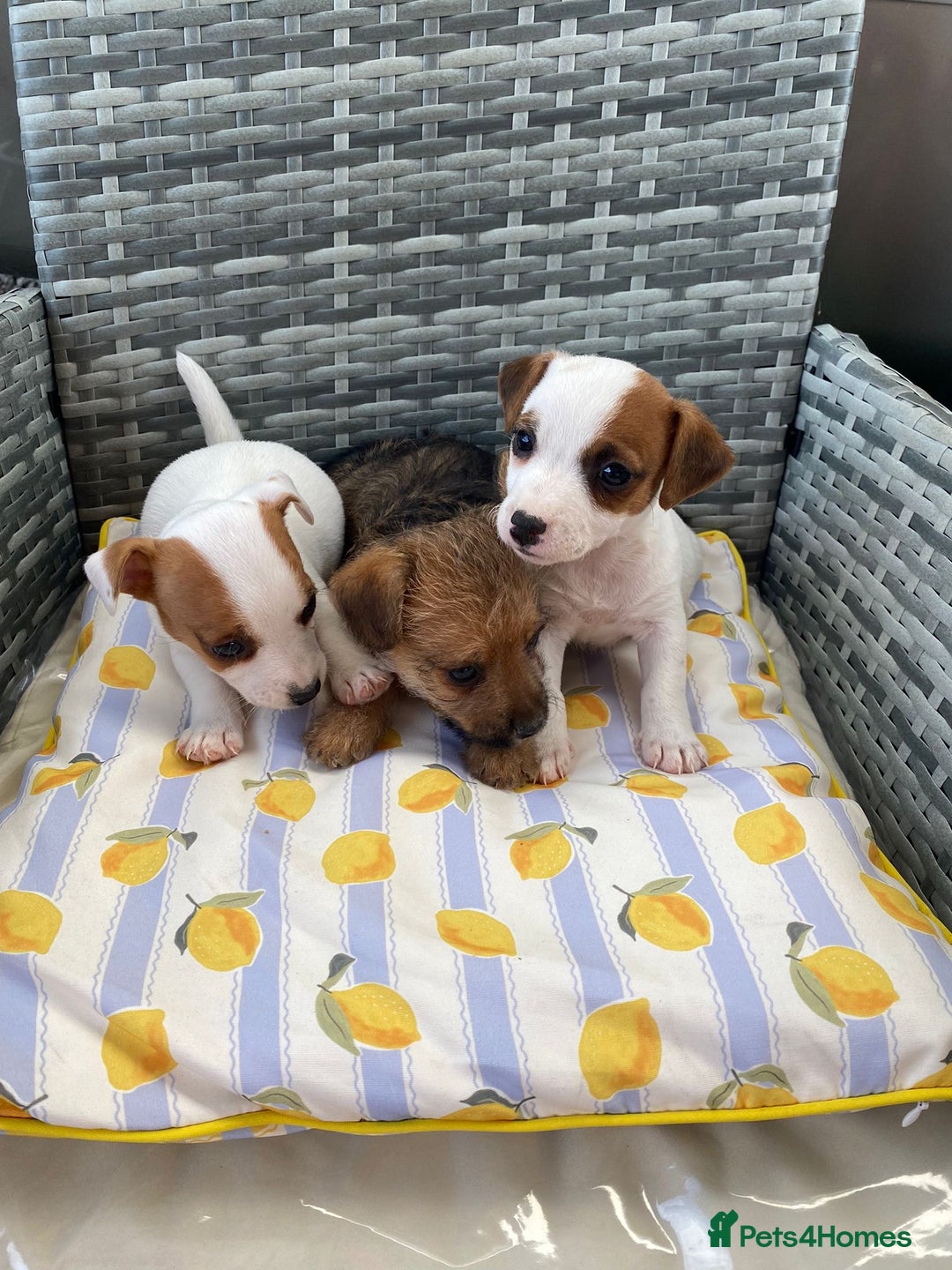 Jack Russell dogs for sale: Miniature Jack Russell puppies - Image 7