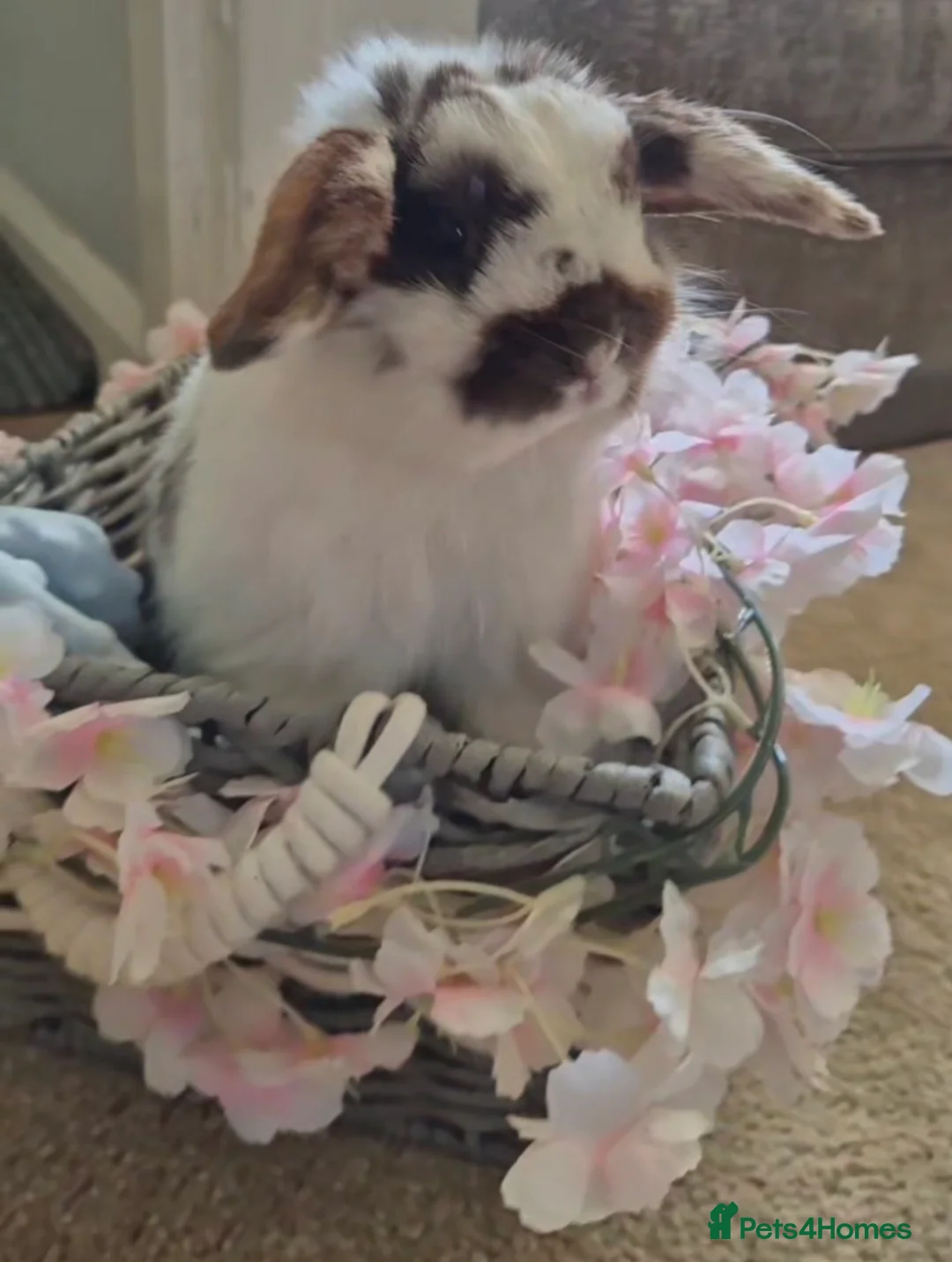 English Lop rabbits for sale: 4 lovely little bunnys  - Advert 14