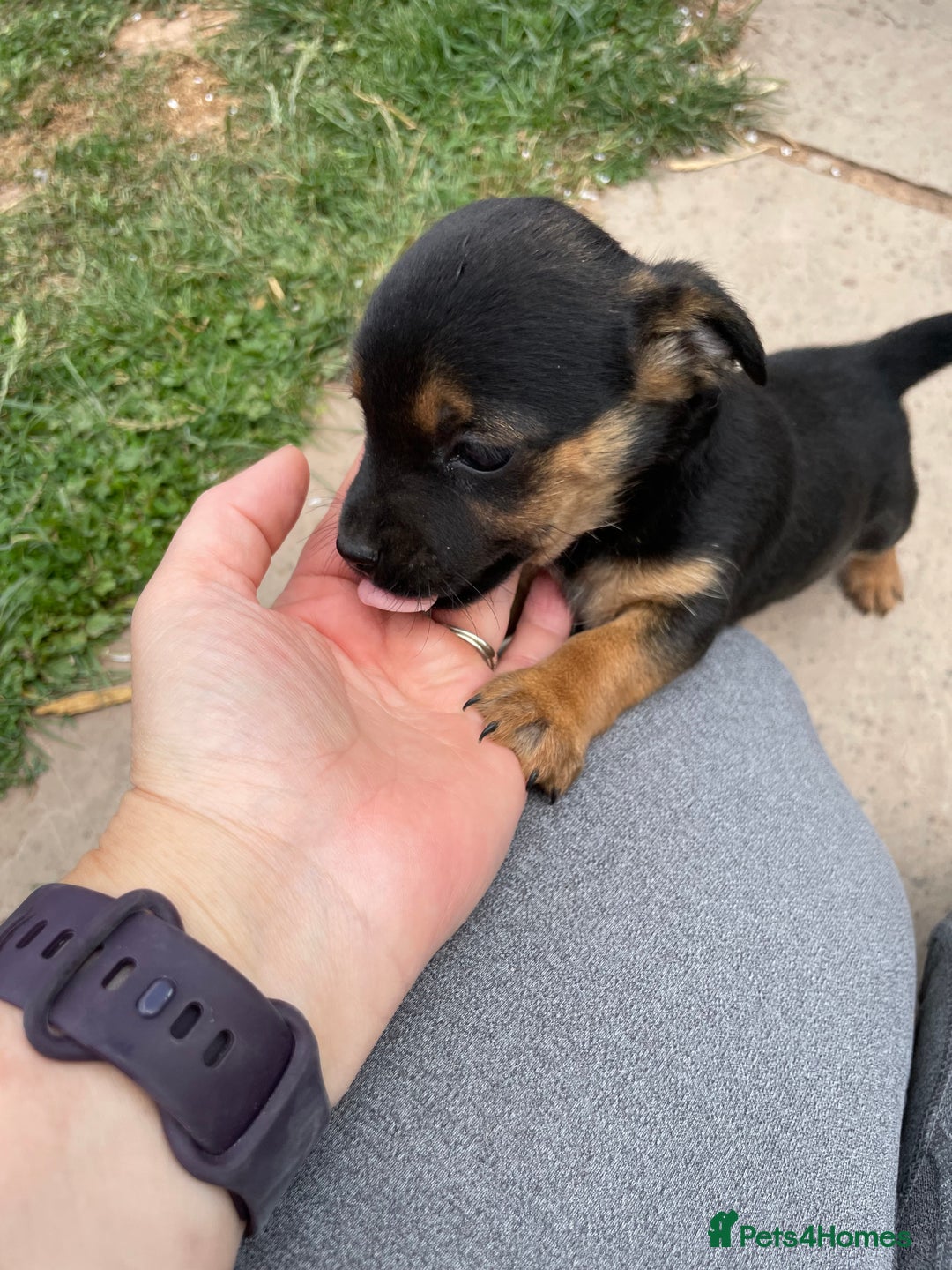 Mixed Breed dogs for sale: Jack Russell Black and Tan terrier puppies  - Image 26
