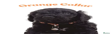 Orange collar