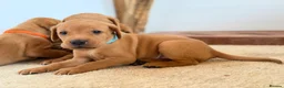 Labrador Retriever dogs for sale: Labrador Retriever puppies - Advert 26