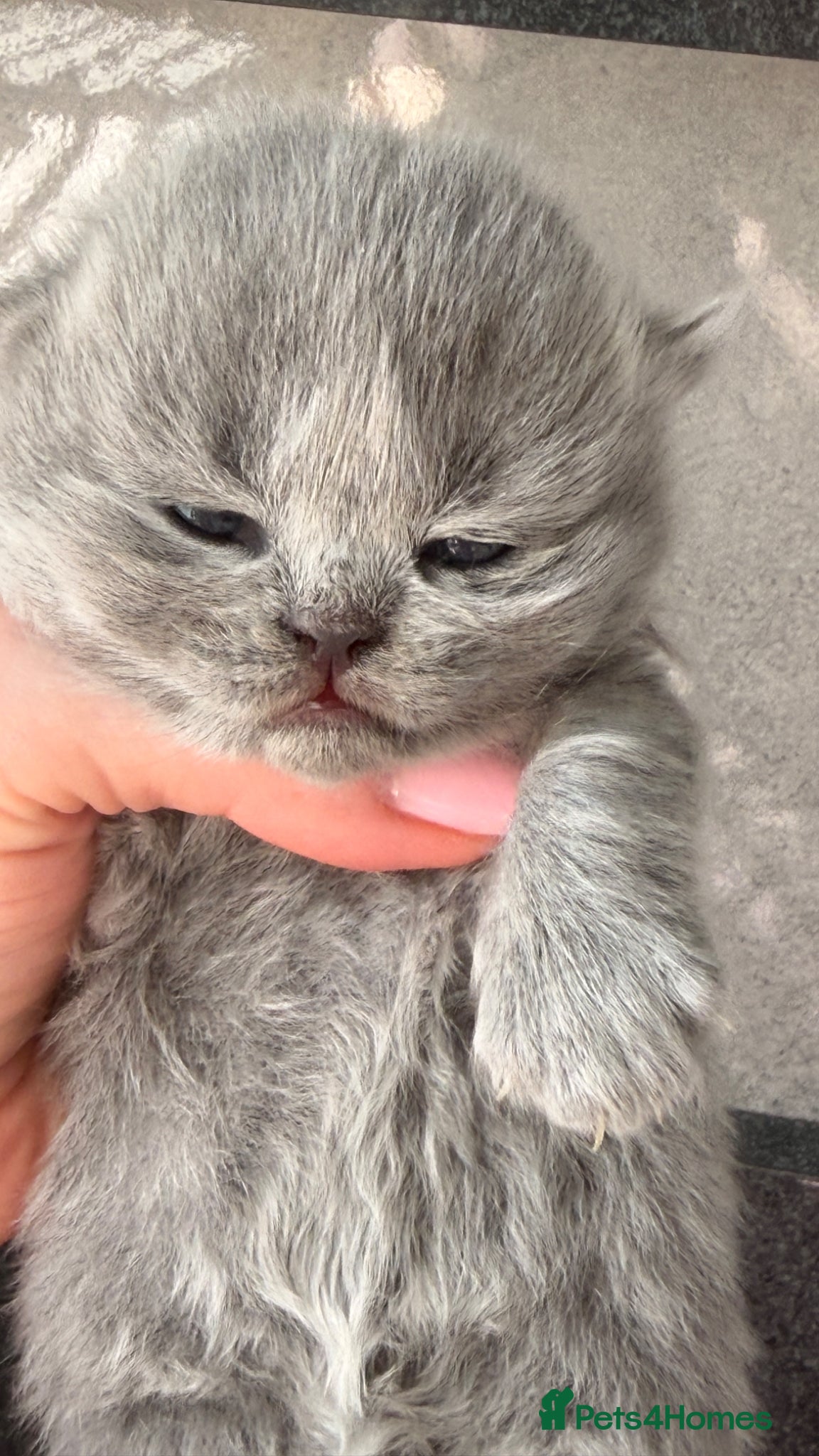British Shorthair cats BRITISH BLUE KITTENS FROM CHAMPIONS LINE 🏆 - Advert 4