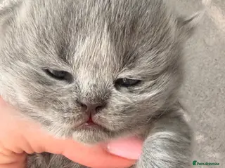 British Shorthair cats BRITISH BLUE KITTENS FROM CHAMPIONS LINE 🏆 - Advert 4