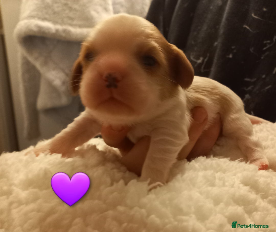 Cavalier King Charles Spaniel dogs for sale: STUNNING CAVALIER KING CHARLES SPANIEL PUPPIES *** - Advert 10