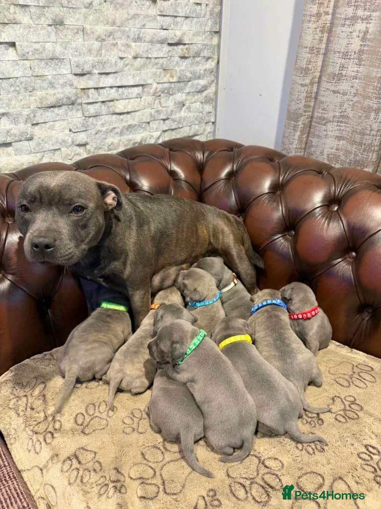 Staffordshire Bull Terrier dogs Staffordshire Bull Terrier puppies for sale - Advert 2
