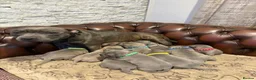 Staffordshire Bull Terrier dogs for sale: Staffordshire Bull Terrier puppies for sale in London - Advert 1