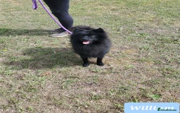 German Spitz dogs for sale: Wonderful William Looking For Loving Home - Image 5
