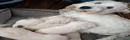 Westiepoo dogs for sale: Gorgeous Westiepoos - Advert 5