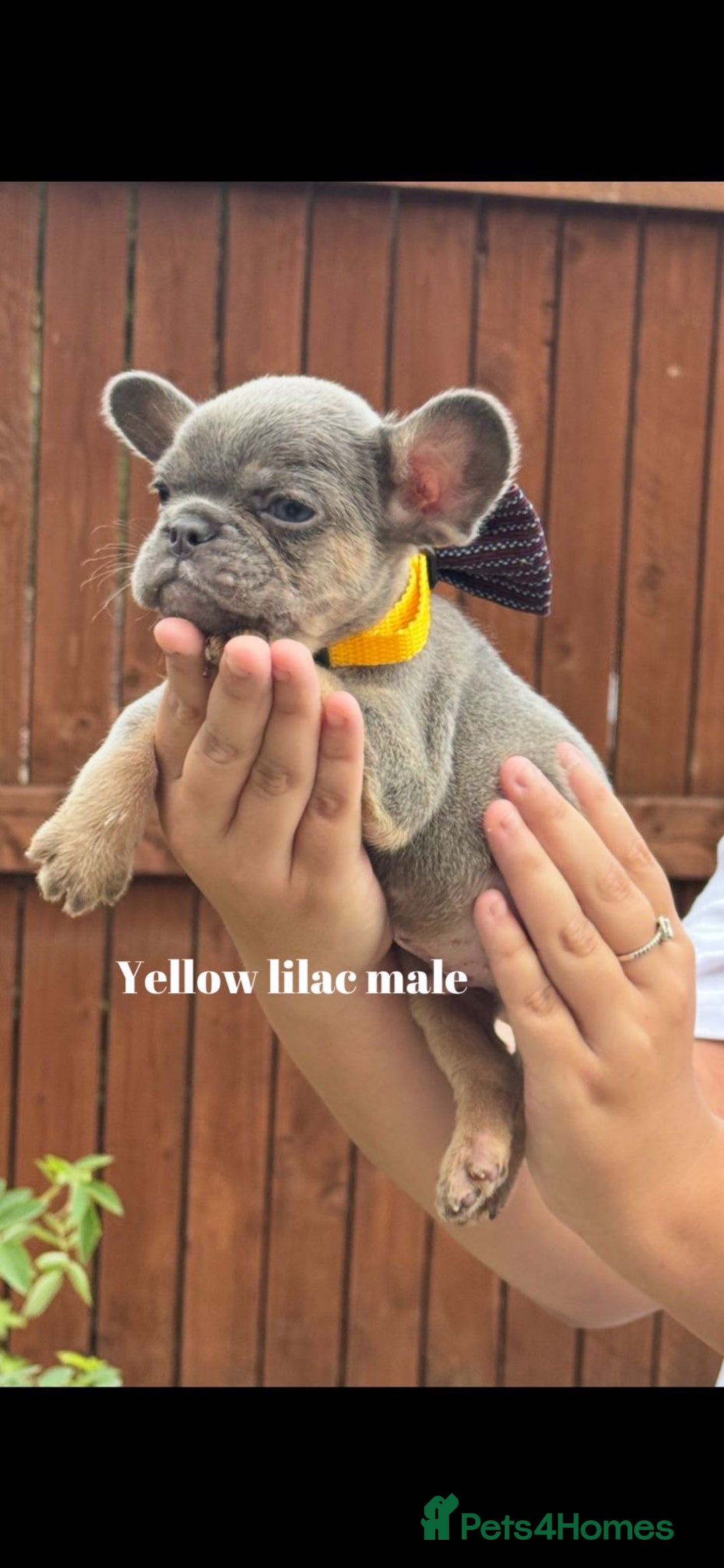 French Bulldog dogs for sale: Beautiful small build fluffy/fluffy carrier french - Image 30