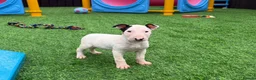English Bull Terrier dogs for sale: Stunning English bull terrier puppies for sale  - Advert 12