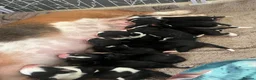 Basset Hound dogs for sale: Beautiful KC registered basset hounds - Advert 28