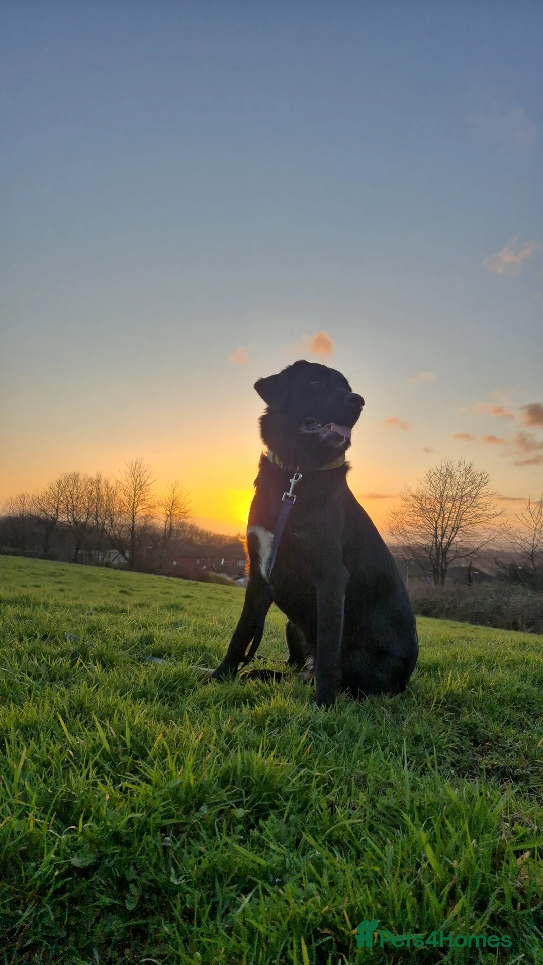 Mixed Breed dogs for sale: Active home needed  - Advert 1