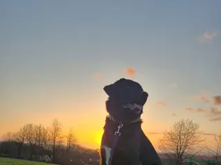 Mixed Breed dogs Active home needed - Advert 1