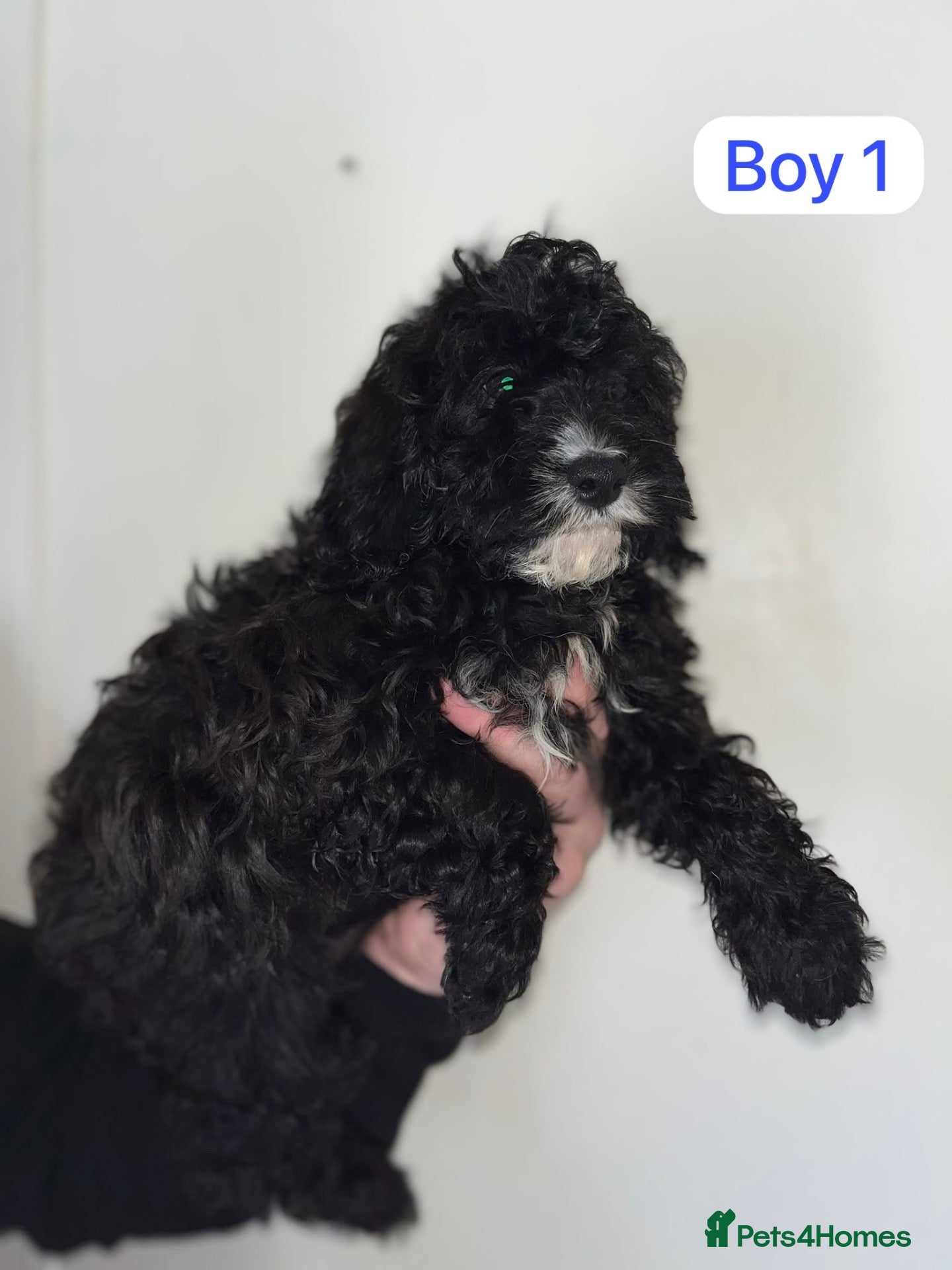 Cavapoo dogs Cavapoo  - Advert 14