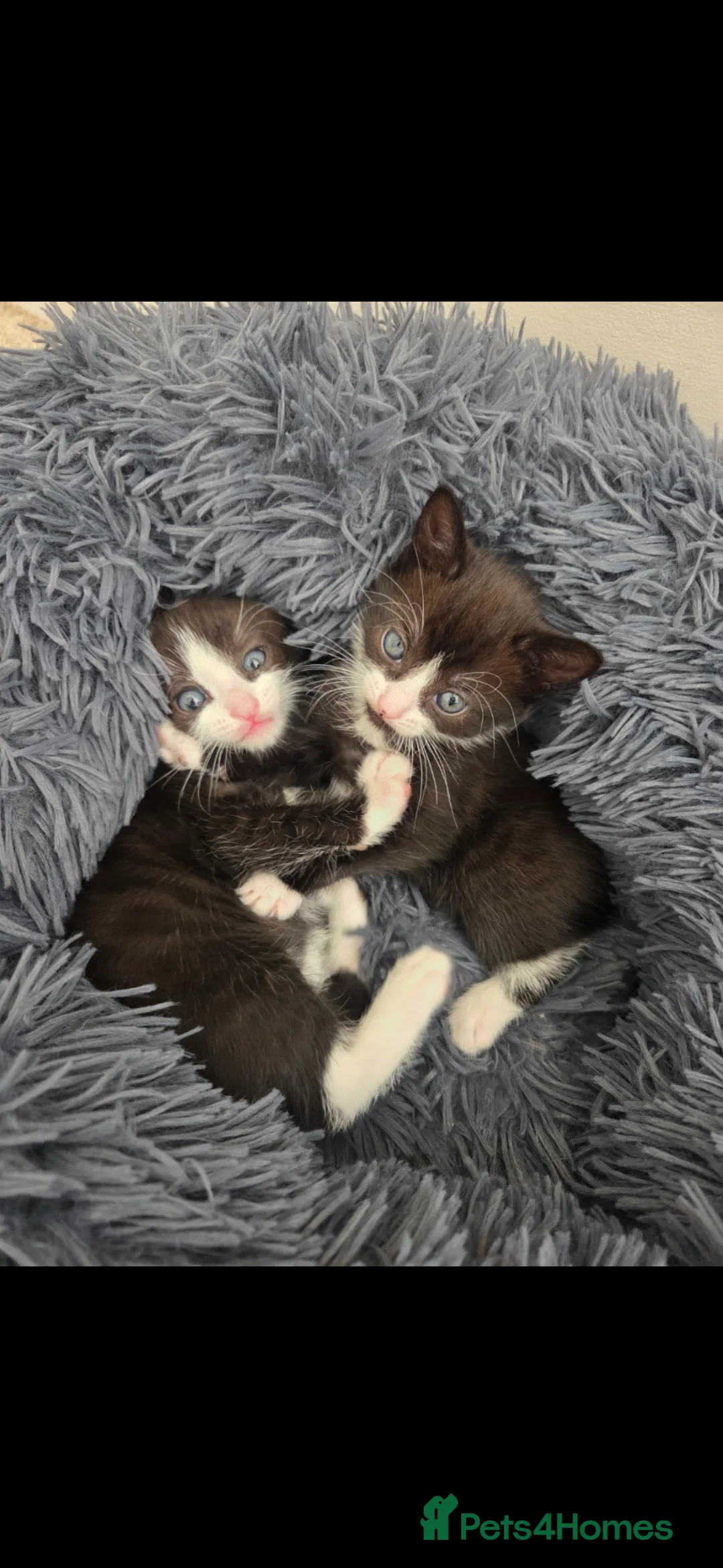 Mixed Breed cats for sale: Beautiful blue eyed kittens  - Advert 2