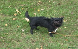 Chihuahua dogs for sale: Long haired male Chihuahua  - Image 3