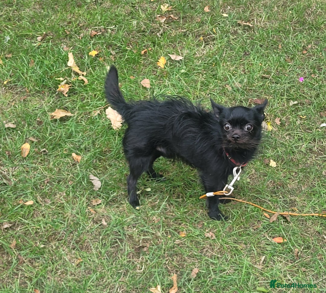 Chihuahua dogs for sale: Long haired male Chihuahua  - Image 3