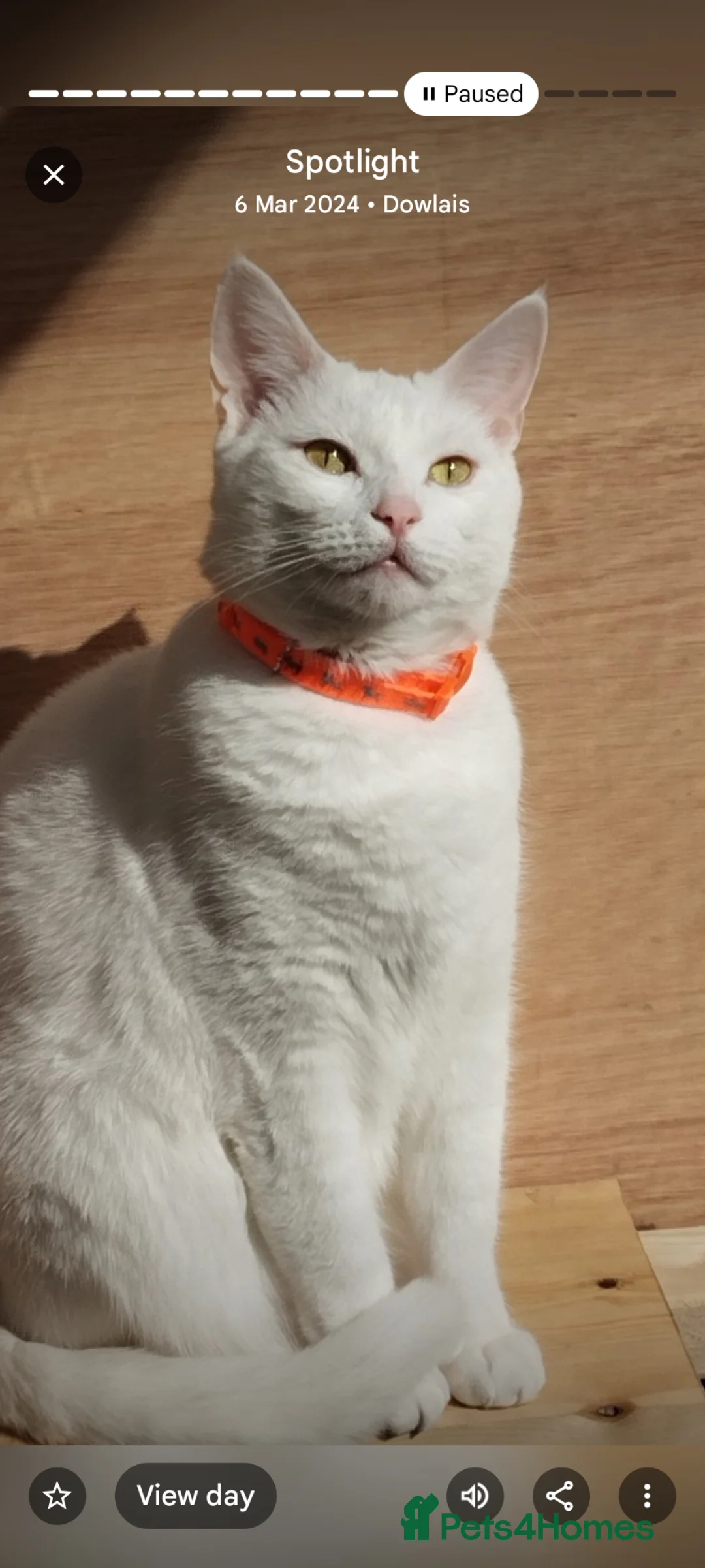 Mixed Breed cats for sale: MISTY - Advert 1