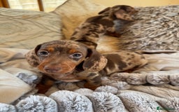 Miniature Dachshund dogs for sale: ❤️🐾💫 Outstanding Miniature Dachshunds 🐾❤️💫 - Image 34