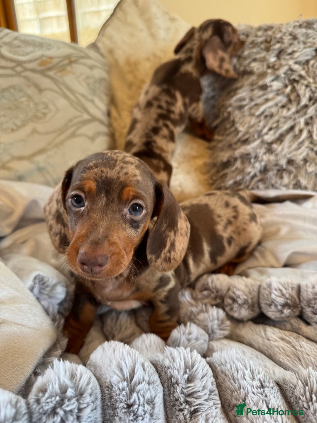 Miniature Dachshund dogs for sale: ❤️🐾💫 Outstanding Miniature Dachshunds 🐾❤️💫 - Image 34