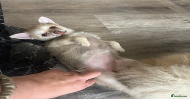 Chihuahua dogs - Advert 5