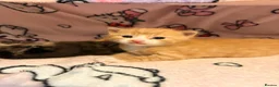 Mixed Breed cats for sale: Kittens for sale in Hounslow - Advert 19