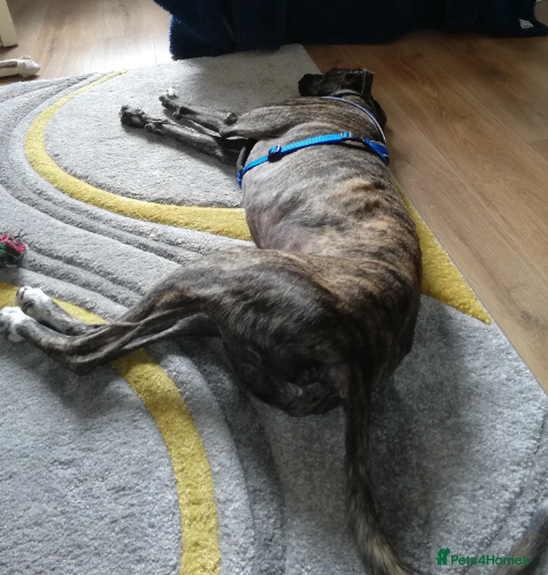 Lurcher dogs for adoption: REGGIE, 5-year-old bull-lurcher in rescue in Halifax - Advert 10