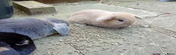 Mini Lop rabbits for sale: Gorgeous baby mini lops  - Advert 8