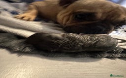 Mixed Breed dogs for sale: Frenchie x chihuahua  - Image 3