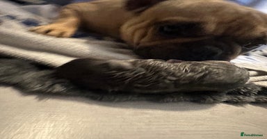 Mixed Breed dogs - Advert 6