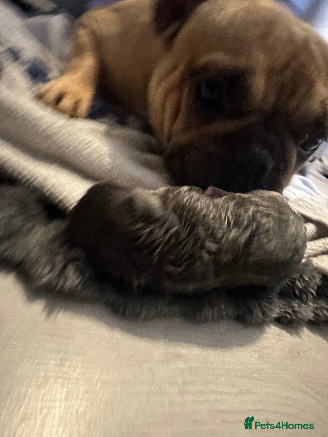 Mixed Breed dogs for sale: Frenchie x chihuahua  - Image 3