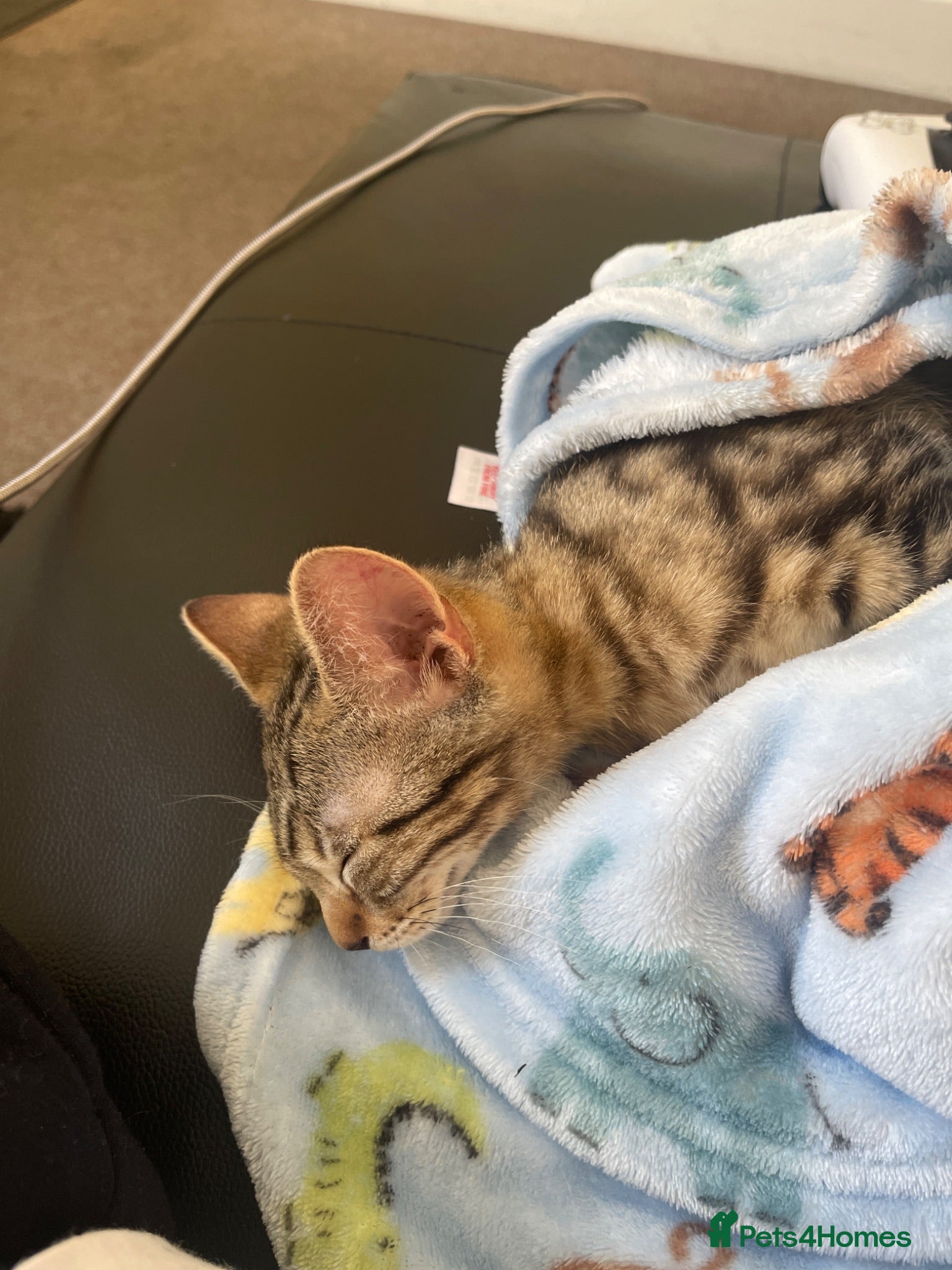 Mixed Breed cats Mixed Breed 2Stunning Silver Tabby Kitten - Advert 13