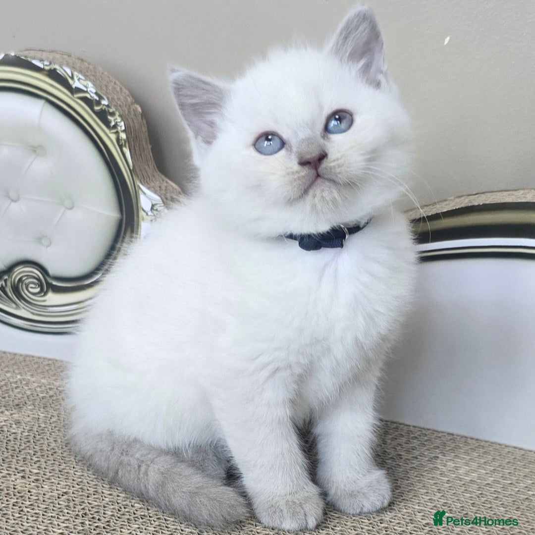 British Shorthair cats Gorgeous Cute British Short Hair Kittens - Advert 1
