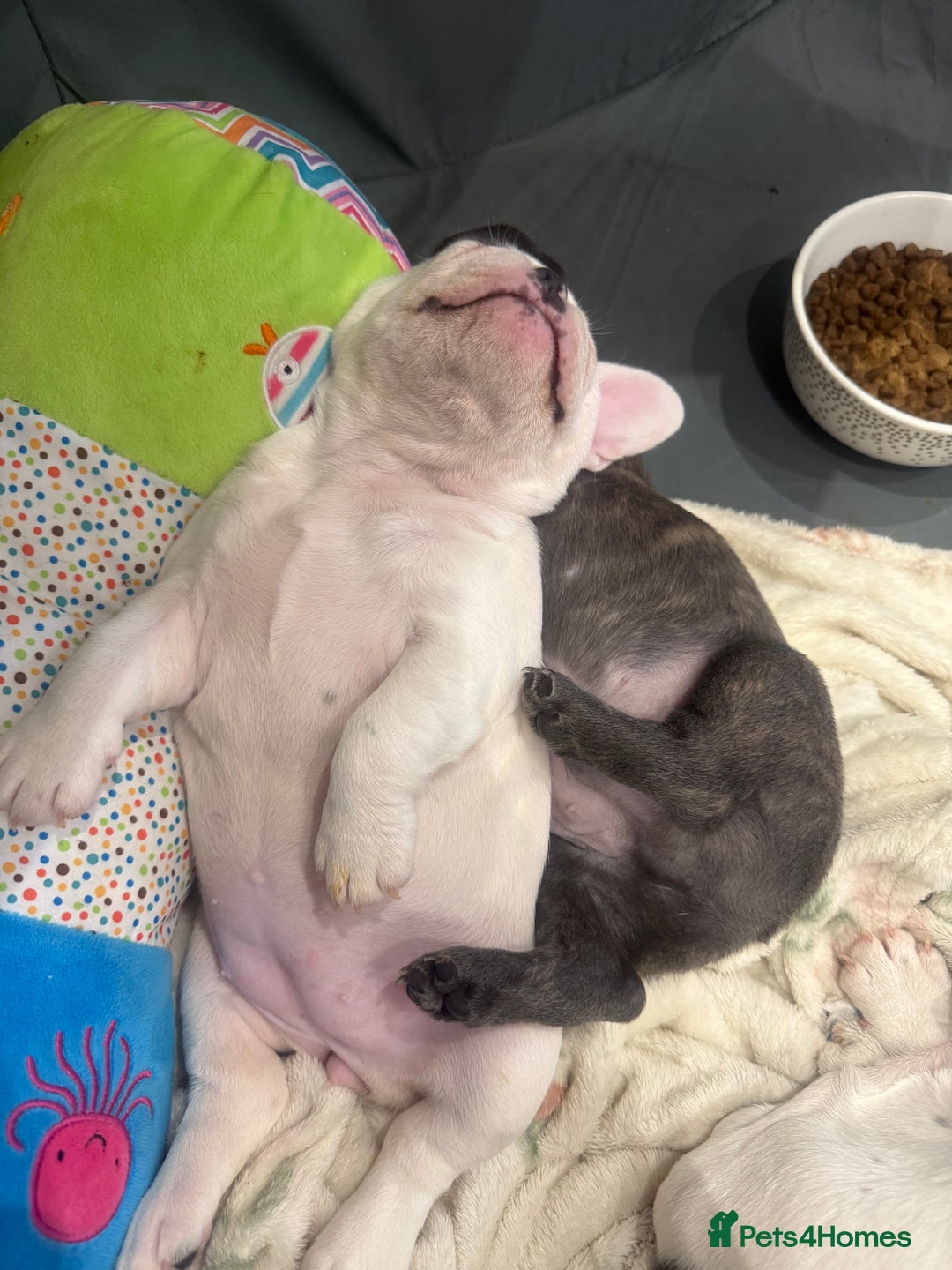 French Bulldog dogs for sale: Kropek - Image 8