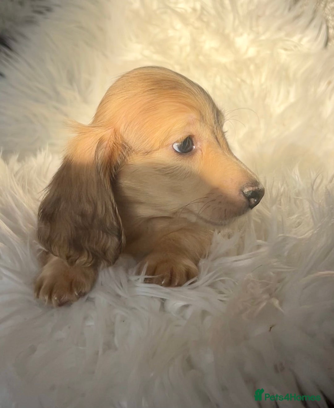 Dachshund dogs for sale: KC miniature long hair dachshunds for sale - Advert 10