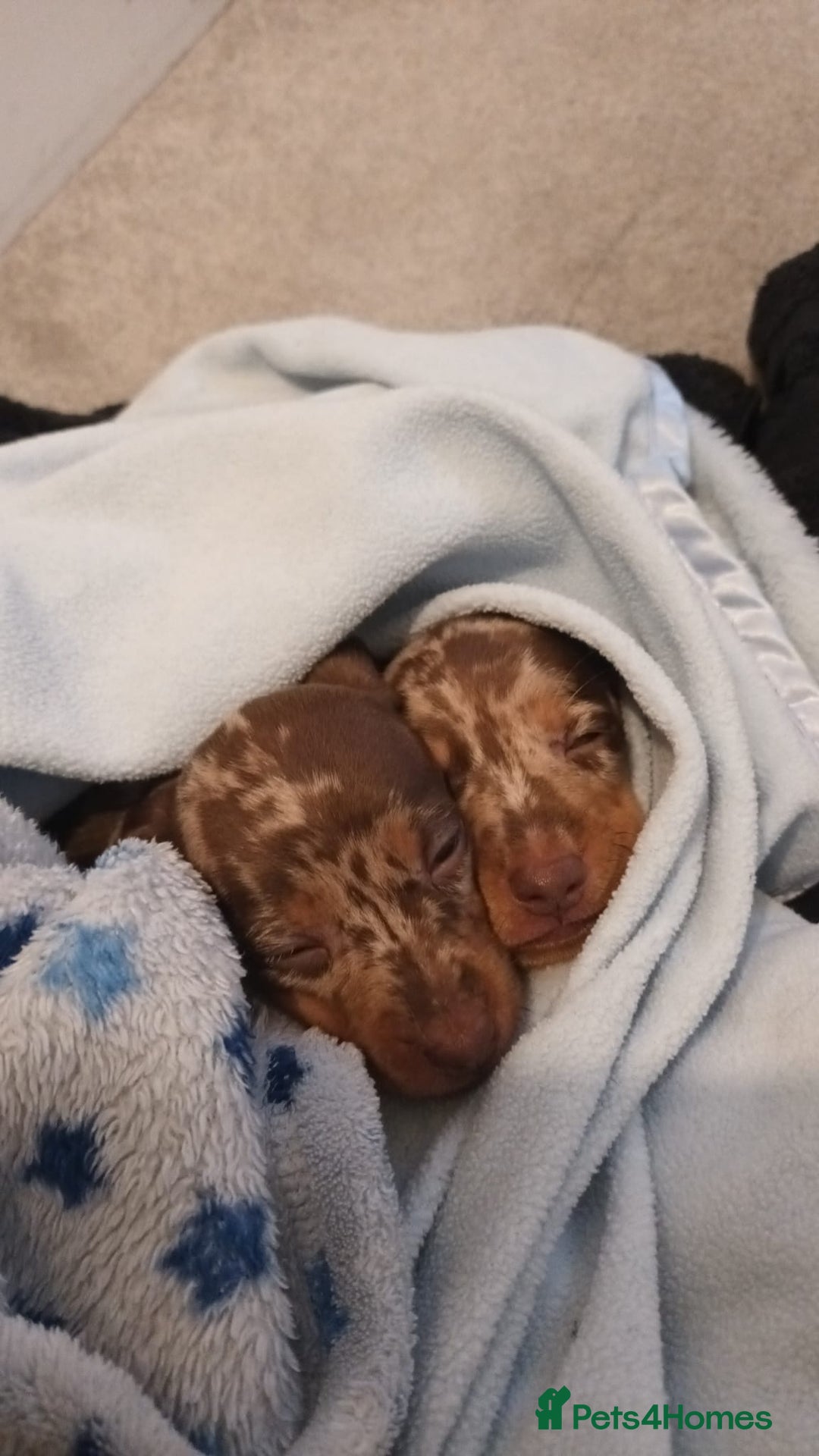Miniature Dachshund dogs for sale: Minature short haired dachshund  - Image 7