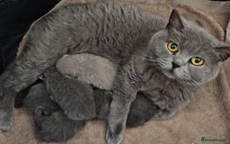 British Shorthair cats for sale: British shorthairs kittens with GCCF pedigree in Taunton - Image 13