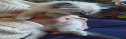 Ragdoll cats for sale: Beautiful Bluey Kittens - Advert 19