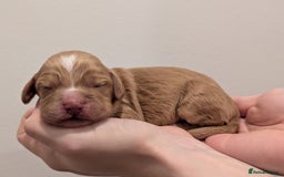 Cocker Spaniel dogs for sale: Kc Reg - Working Cocker Spaniel Puppies DNA Tested - Advert 22