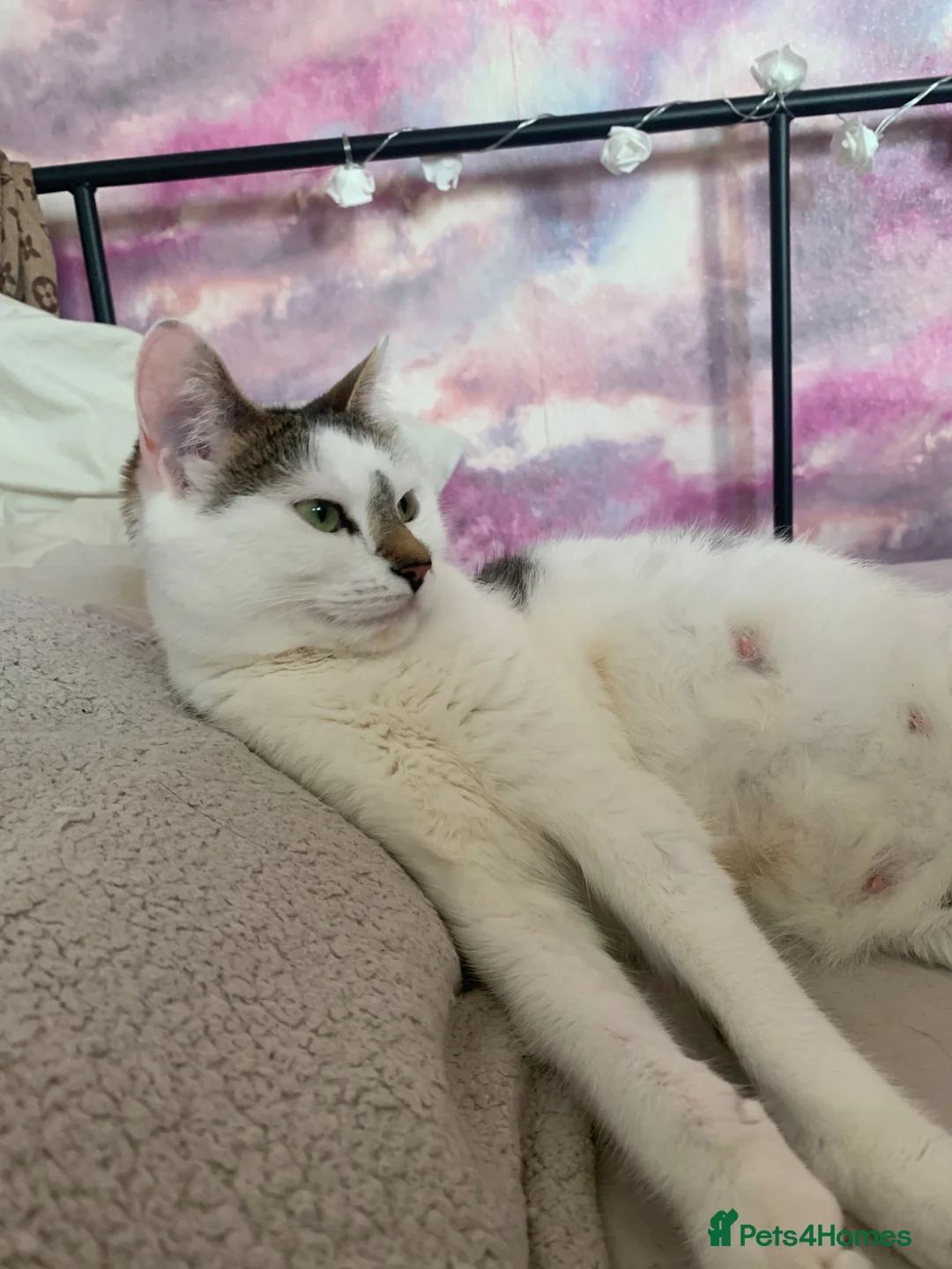 Mixed Breed cats for sale: Cats/ kittens Urgent rehoming  - Advert 1