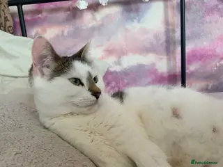 Mixed Breed cats Cats/ kittens Urgent rehoming - Advert 1