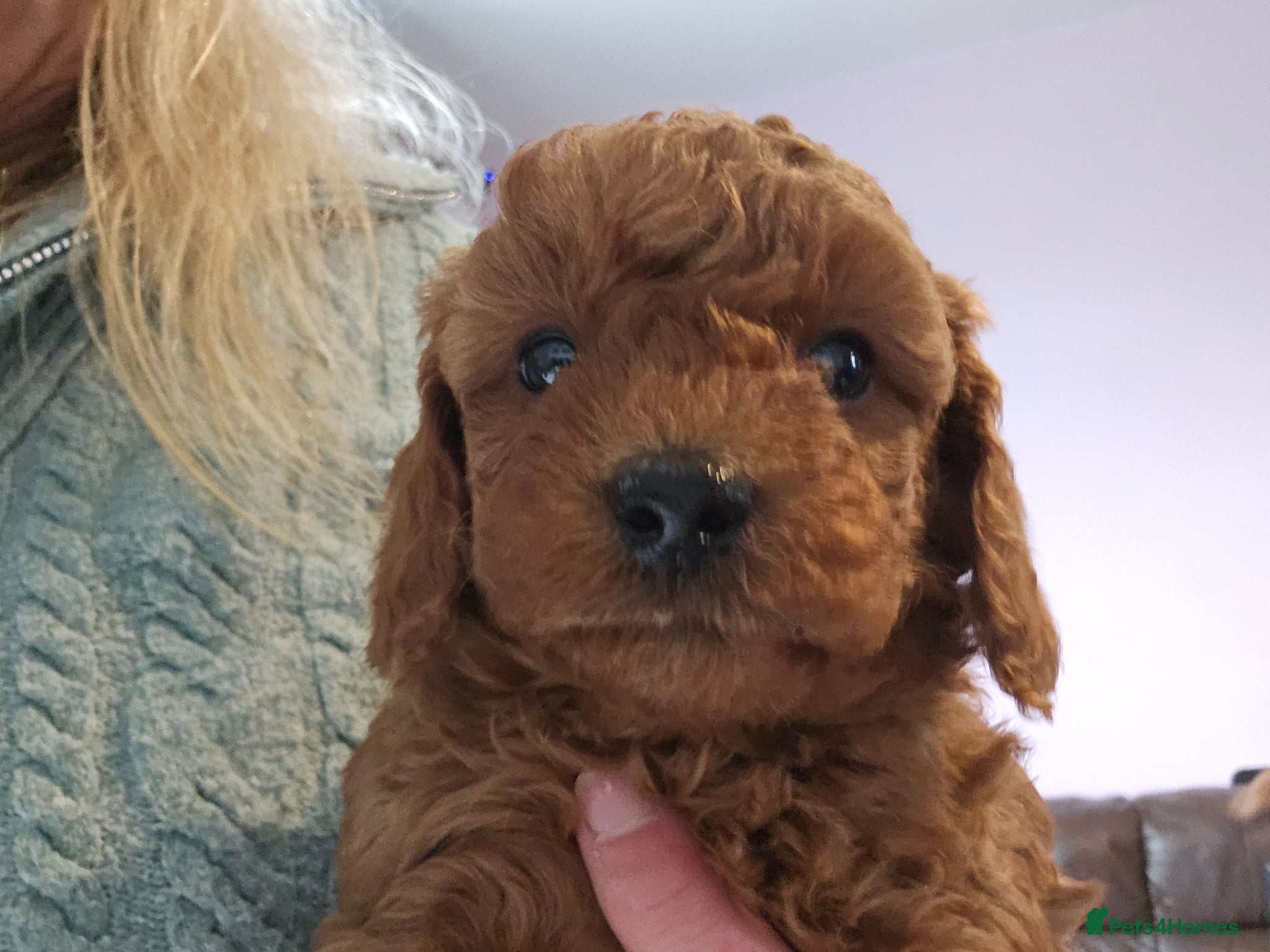 Cavapoo dogs Deep red Cavapoos - Advert 1