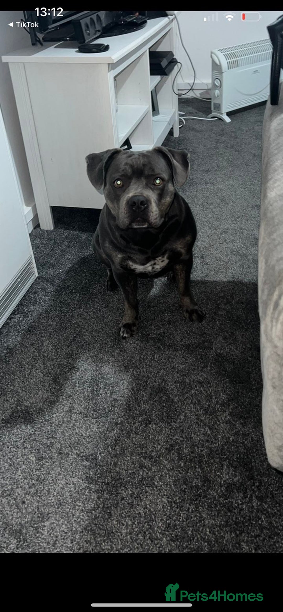 American Bull Staffy dogs for sale: Female staffy - Image 4