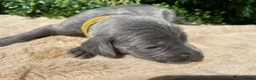 Weimaraner dogs for sale: ✨ KC Weimaraner Puppies — Champion Bloodlines ✨ - Advert 6