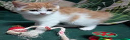 Mixed Breed cats for sale: Gorgeous ginger kittens for sale - Advert 12